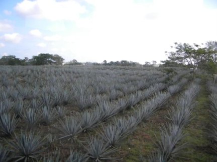 10398448_1199164503814_7537618_n